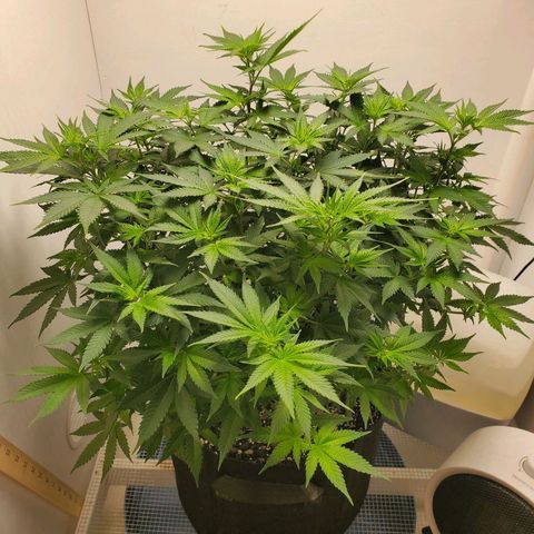 Rose growlog timeline photo
