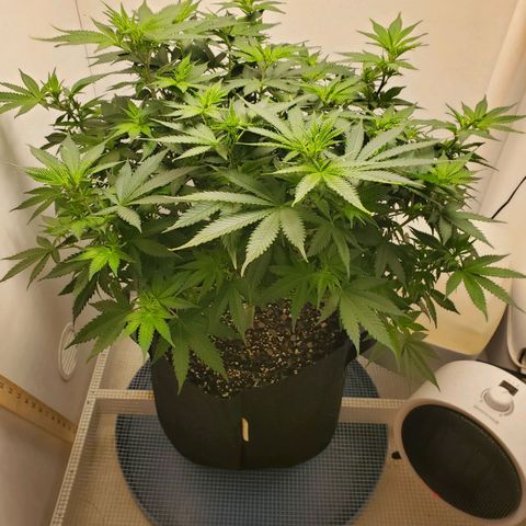 Rose growlog timeline photo