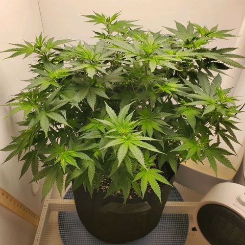 Rose growlog timeline photo