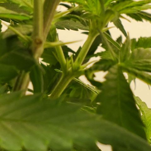 Rose growlog timeline photo