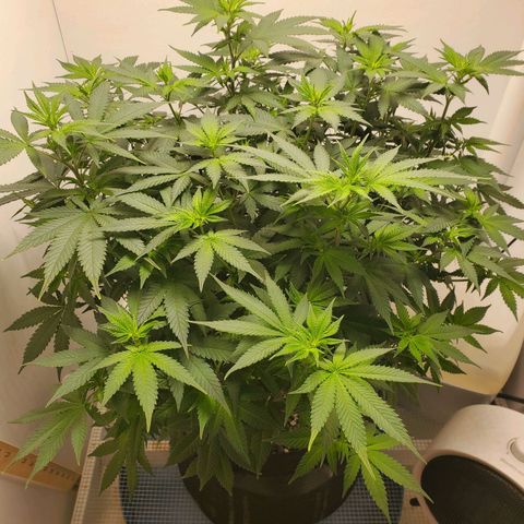 Rose growlog timeline photo
