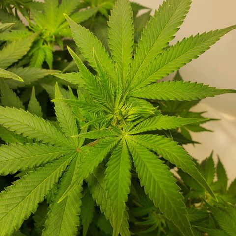 Rose growlog timeline photo