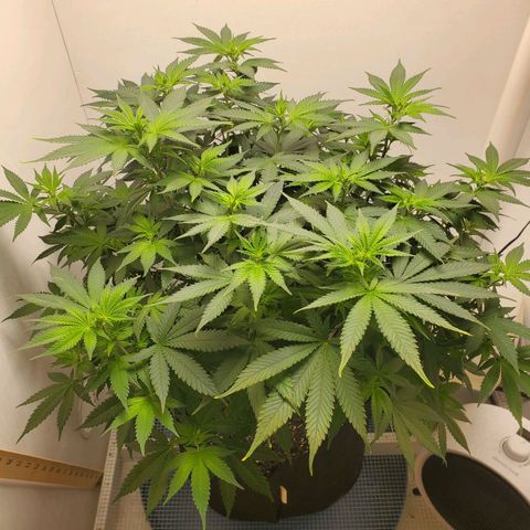 Rose growlog timeline photo
