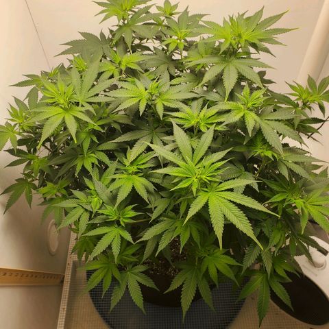 Rose growlog timeline photo