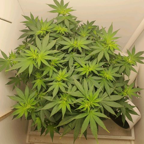 Rose growlog timeline photo