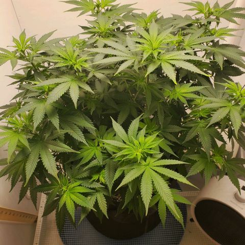 Rose growlog timeline photo