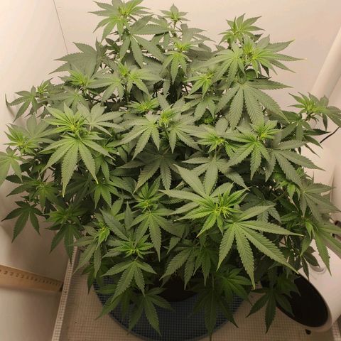 Rose growlog photo: 1:00 PM