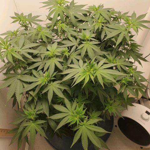 Rose growlog photo: 1:00 PM