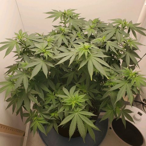 Rose growlog photo: 1:00 PM