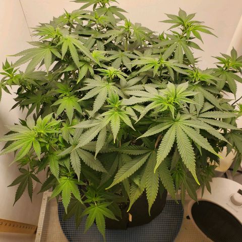 Rose growlog photo: 1:00 PM