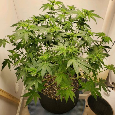 Rose growlog photo: 2:30 PM after Lollipoping