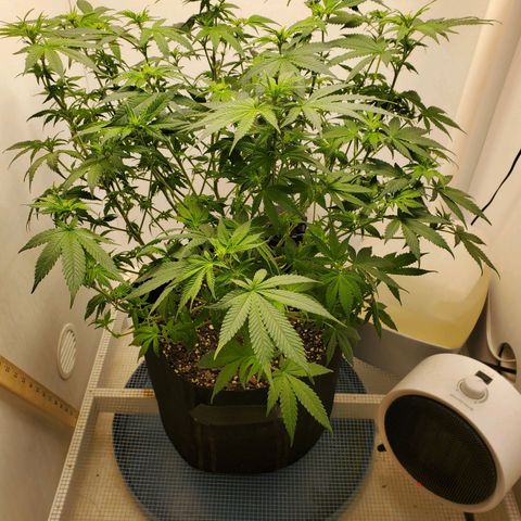 Rose growlog photo: 2:30 PM after Lollipoping