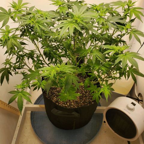 Rose growlog photo: 2:30 PM after Lollipoping