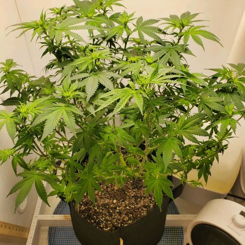 Rose growlog photo: 2:30 PM after Lollipoping