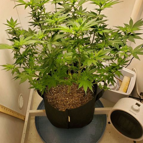 Rose growlog photo: 1:30 PM