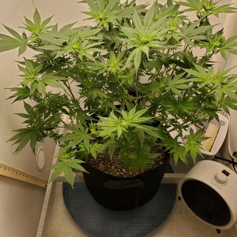 Rose growlog photo: 1:30 PM