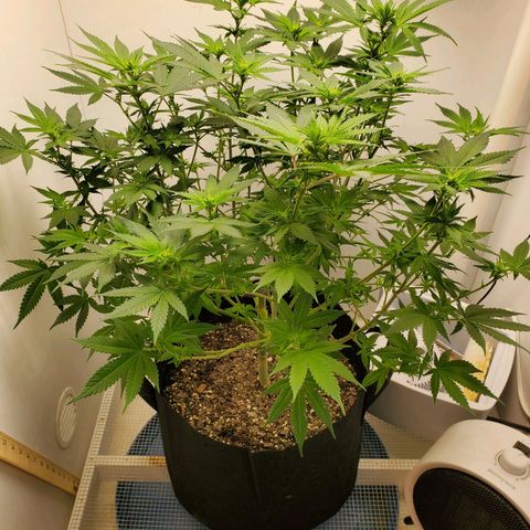 Rose growlog photo: 1:30 PM