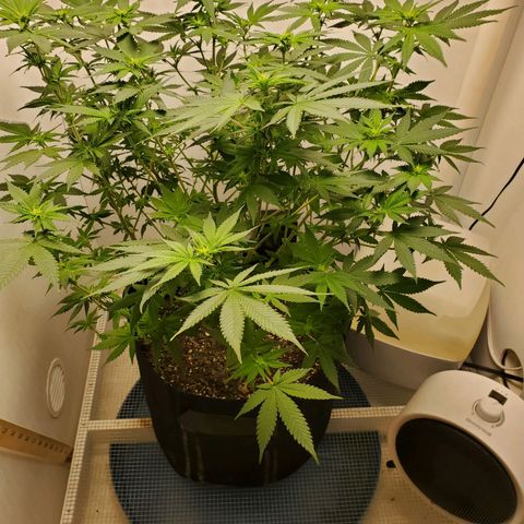 Rose growlog photo: 5:25 PM