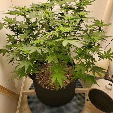 Rose growlog photo: 5:25 PM