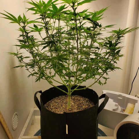 Rose growlog timeline photo