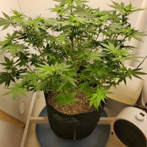 Rose growlog timeline photo
