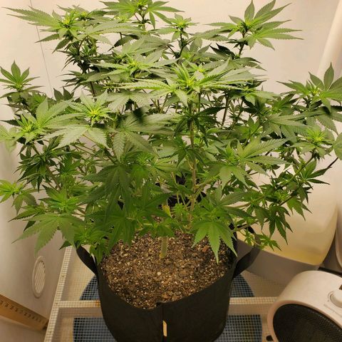 Rose growlog timeline photo