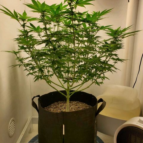 Rose growlog timeline photo