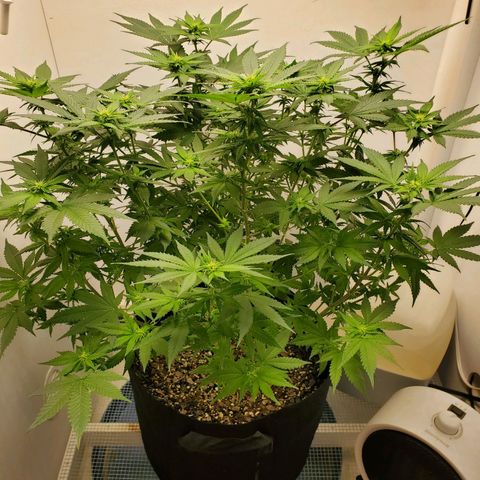 Rose growlog timeline photo