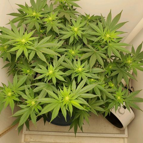 Rose growlog timeline photo