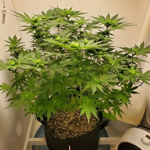 Rose growlog timeline photo