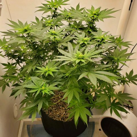 Rose growlog timeline photo