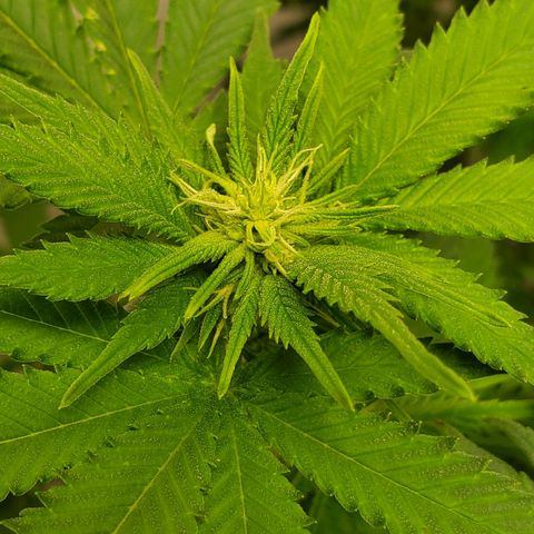 Rose growlog timeline photo