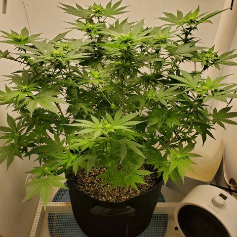 Rose growlog timeline photo