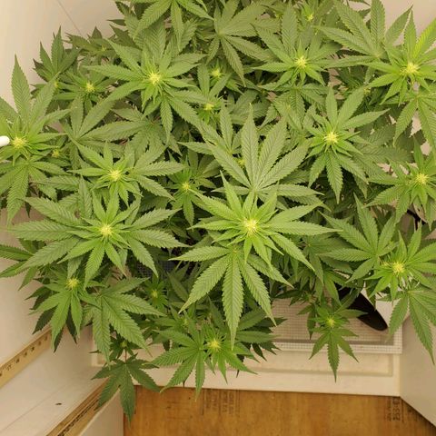Rose growlog timeline photo
