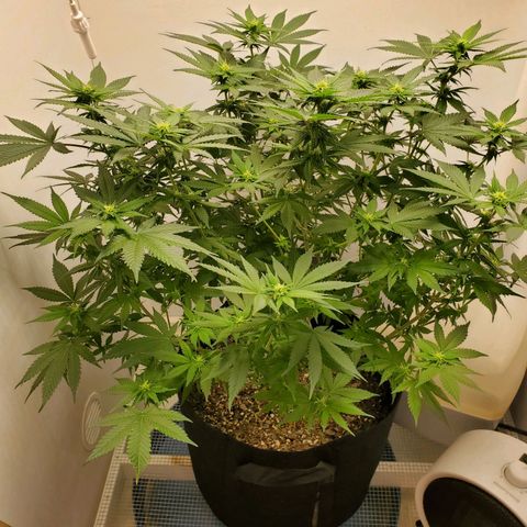 Rose growlog timeline photo