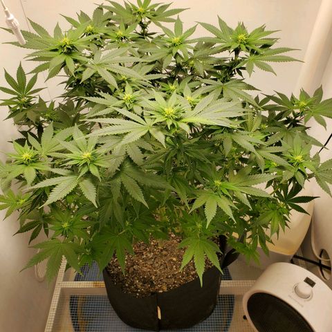 Rose growlog timeline photo