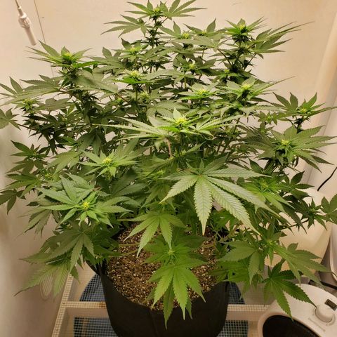 Rose growlog timeline photo