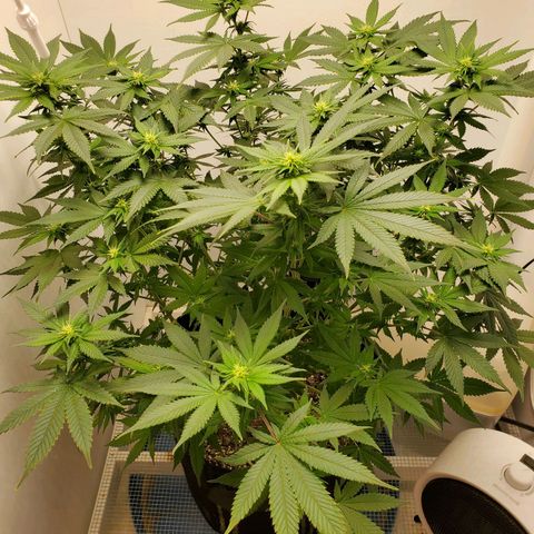 Rose growlog timeline photo