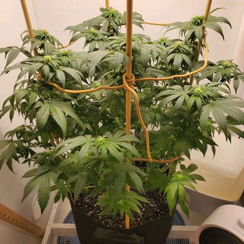 Rose growlog photo: 9:45 AM