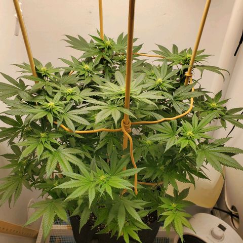 Rose growlog timeline photo