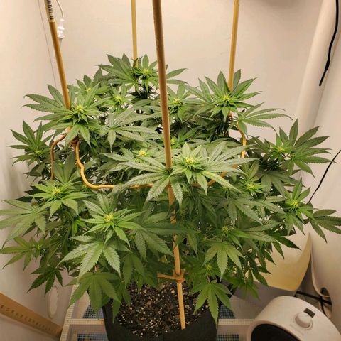 Rose growlog timeline photo