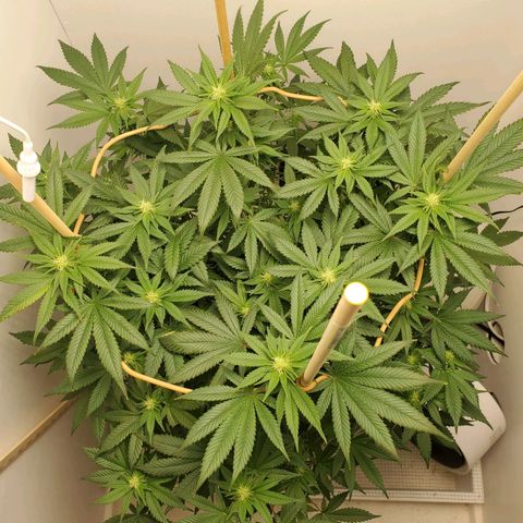 Rose growlog timeline photo