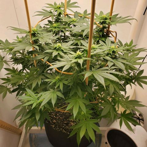 Rose growlog timeline photo
