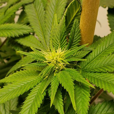 Rose growlog timeline photo