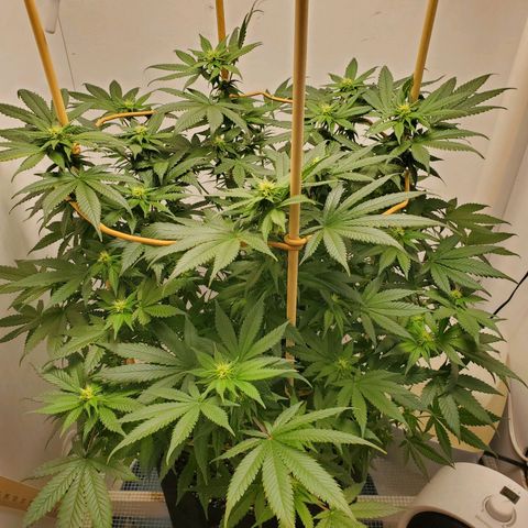Rose growlog timeline photo
