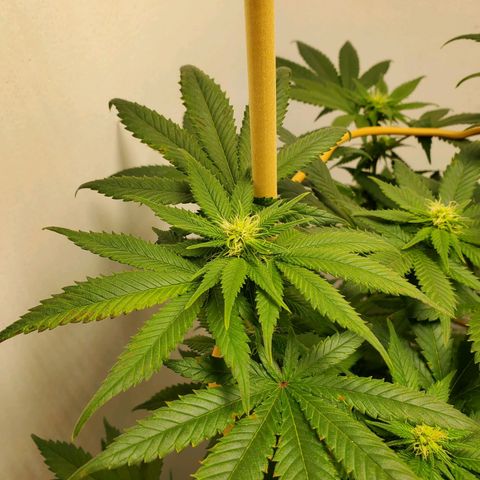 Rose growlog timeline photo