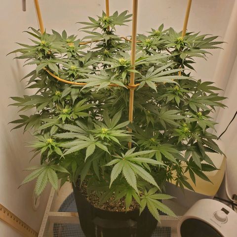 Rose growlog timeline photo