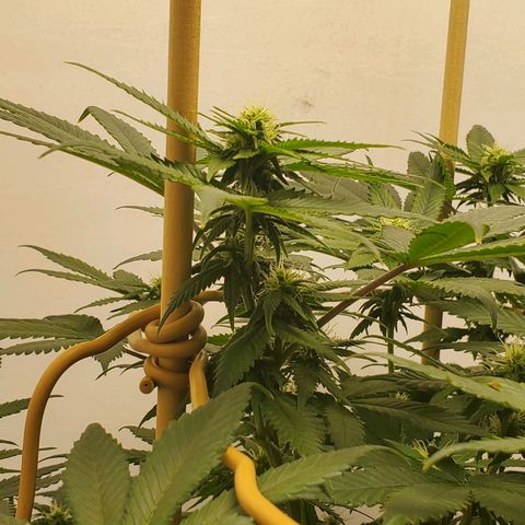Rose growlog timeline photo