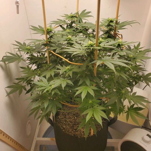 Rose growlog timeline photo