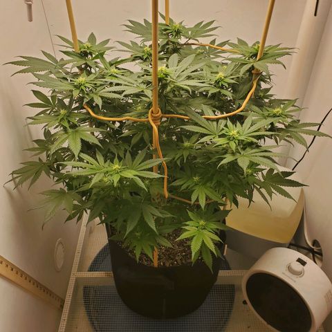 Rose growlog timeline photo